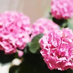 Tamarix アパート ヴィンイェラック