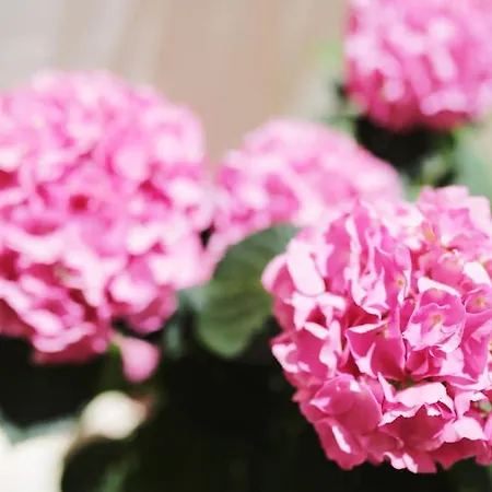 Tamarix Appartamento Vinjerac