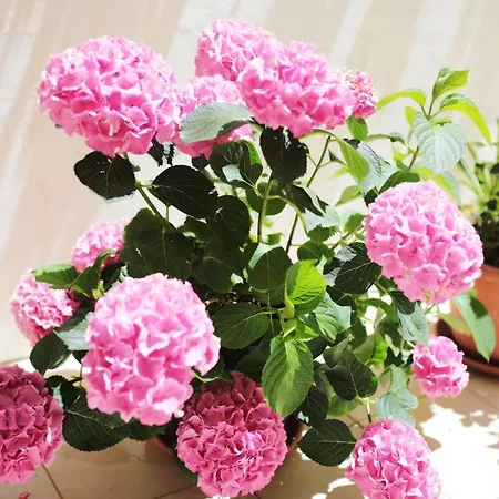 Apartment Tamarix *
