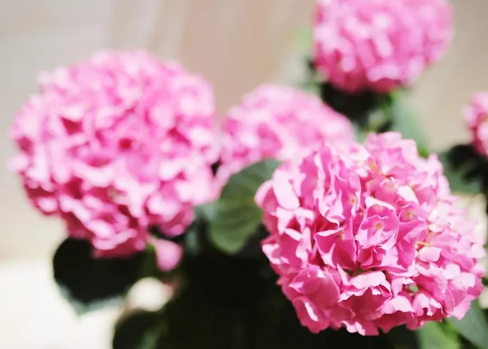 Tamarix 아파트 빈예라크